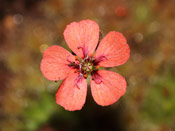 Drosera pulchella