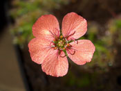 Drosera pulchella