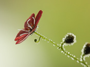 Drosera pulchella