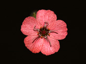 Drosera pulchella