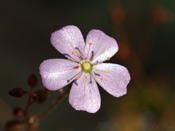 Drosera pulchella x occidentalis