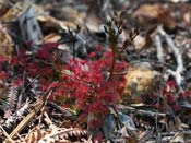 Drosera purpurascens