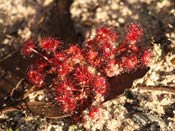 Drosera purpurascens