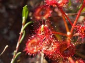 Drosera purpurascens