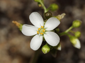 Drosera purpurascens