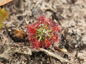 Drosera pycnoblasta