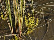 Drosera ramellosa