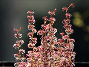 Drosera ramellosa