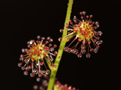 Drosera ramellosa