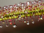 Drosera regia