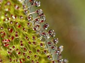 Drosera regia