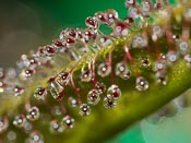 Drosera regia