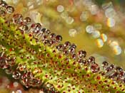 Drosera regia