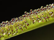 Drosera regia