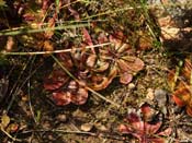 Drosera rosulata