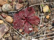 Drosera rosulata