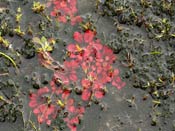 Drosera rosulata