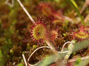 Drosera rotundifolia