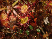 Drosera rotundifolia