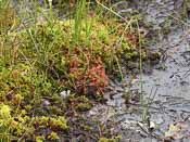 Drosera rotundifolia