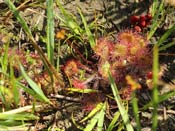 Drosera rotundifolia