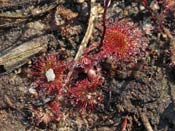 Drosera rotundifolia