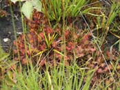 Drosera rotundifolia