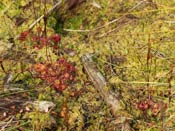 Drosera rotundifolia