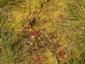 Drosera rotundifolia