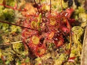 Drosera rotundifolia