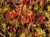 Drosera rotundifolia