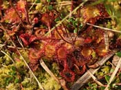 Drosera rotundifolia