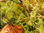 Drosera rotundifolia