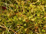 Drosera rotundifolia