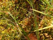 Drosera rotundifolia