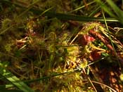 Drosera rotundifolia