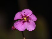 Drosera rubrifolia