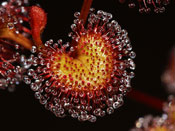 Drosera rupicola