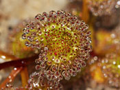 Drosera rupicola