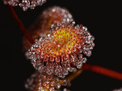 Drosera rupicola