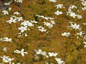 Drosera rupicola