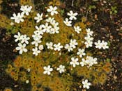 Drosera rupicola