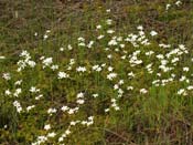 Drosera rupicola