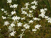 Drosera rupicola