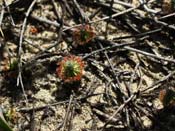 Drosera sargentii