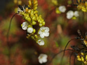 Drosera sargentii