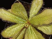 Drosera schizandra