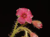 Drosera schizandra