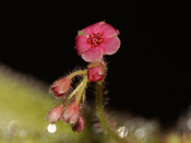 Drosera schizandra