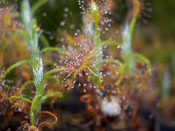 Drosera scorpioides